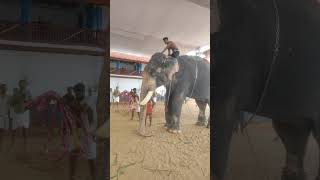 നിൽപ്പ് കണ്ടോ കാഞ്ഞിരക്കാട്ട് ശേഖരൻ 🔥🐘 #shorts #trending