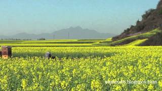 Amazing Canola field of Luoping  Yunnan Southwest China