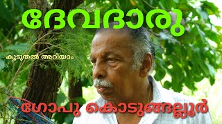 DEVADARU | GOPU KODUNGALLUR | ദേവദാരു എന്ന സസ്യത്തെ പരിചയപ്പെടുത്തുന്നു ഗോപു കൊടുങ്ങല്ലൂർ