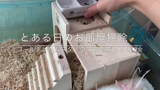 とある日のお部屋掃除🧹 ゴールデンハムスターのコスモスちゃん🐹❀