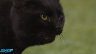 Black Cat runs onto the field during the Giants vs Cowboys game, a breakdown