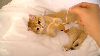 How the kitten wakes the butler every morning