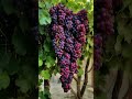 Grape vines have 200 to 370 grapes per bunch.🫒 #fruit #shorts