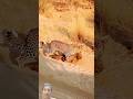 #leopard attek to monkey #fighting #shortvideo #animals