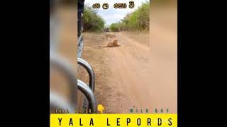 යාල කොටි /yala national park / srilankan safari/yala lepords lepords srilanka  \