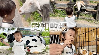 【愛知牧場】で遊びつくす🐏やぎ、馬、ポニー、羊、モルモット、うさぎとふれあい！ガツガツゆうさく２歳👶2024.6.7