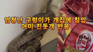 큰 구렁이가 개 집에 침입  진돗개 반응[새끼 지키려는 본능]