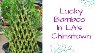 I Have Somethings To Show You: Lucky Bamboo In LA's Chinatown