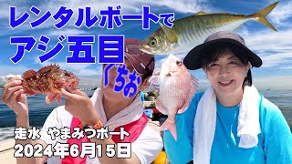 レンタルボートでアジ釣り五目！大アジ37cm含め33匹！真鯛やカサゴも釣れました 2024年6月15日