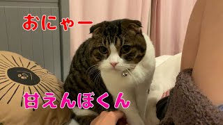 【親子猫】甘えんぼくん全開で女子たちを翻弄する困った猫【スコティッシュフォールド】