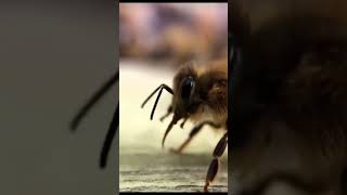 complex bee kingdom | Uniqueness animals part 7 #sorts  ‎@animalplanet 