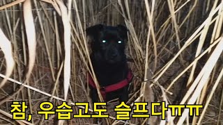 유기견 입양후 벌어진 황당한 일상.까망이♡