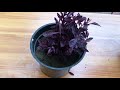 little ruby alternanthera plant care u0026 propagation plant stories vertical garden u0026 bordering plant