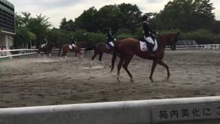 2016.5.20 第60回関東学生馬術選手権大会 女子選手権 2回戦 部班競技 松田和佳 ライトーラ号