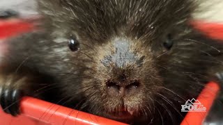 The Pocono Wildlife Rehabilitation Center