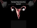 Female Reproductive System