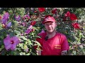 laubfarben und herbstfärbung des hibiskus