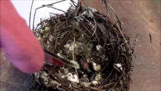 Cleaning Bluebird nest after first brood. See what is in egg that didn't hatch.