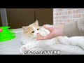 あそぼ？ってしてくる猫がかわいい…【サイベリアン】