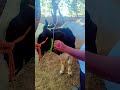 last treatment gosewa goraksha gomata vet vetlife veterinary