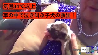 EP32 警察官ボディカム映像〜サウナ状態の車から助けを呼ぶ子犬！警官が救出を試みる！！無責任な飼い主に対して警官が諭す。