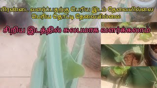 பிரண்டை வளர்ப்பதற்கு பெரிய இடம் தேவையில்லை,பெரிய தொட்டி தேவையில்லை @Sudhajanardhanan#maadithottam