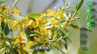 刀郎与妻子朱梅合唱《沙枣花儿香》，情歌再度走红，网友听得陶醉