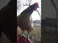 【鶏日記】めちゃくちゃふんばったクロ 鶏日記 鶏 にわとり ニワトリ poules chickens