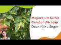 Pupuk Magnesium Sulfat Campur Ultradap, Daun Cabe Hijau Paten