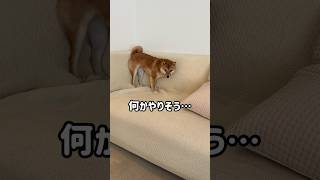 豆柴の犯行現場を目撃しました！笑 #Shorts