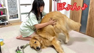 わしゃわしゃされてテンションが上がるとお尻も上がっちゃう大型犬クッキー【ゴールデンレトリバーとミニチュアダックスフンド】