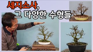 분재관리 160강 세지소사- 그 다양한 수형들