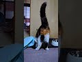 どんな状態でもカキカキするミーたん cat みかん猫 ねこ ミケ猫