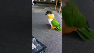 Burung joget, lucu, bikin ngakak.