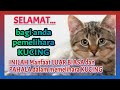 INILAH MANFAAT LUAR BIASA DAN PAHALA DALAM MEMELIHARA KUCING