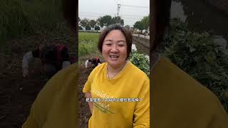 76岁公公真的太勤快了，地里种的红薯大丰收，全家欢声笑语的挖红薯，虽然过程很累，但丰收的喜悦，让全家乐的合不拢嘴#记录真实生活 #三农 #丰收的喜悦 #婆媳