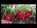 f1 hybrid chilli melyna vasavi 131 9019917370 7337646464 farmer care kaddi byadagi