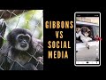 Web of Exploitation: Gibbons and the Dark Side of Social Media