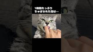 猫に指を1時間しゃぶられた結果… #cat #cute