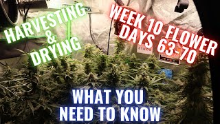 RGT GROW LESSONS: WEEKS 10 FLOWER + HARVESTING AND DRYING YOUR FLOWERS