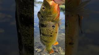 Releasing a feisty Florida Peacock #fishing #peacockbass #floridapeacockbass #bankfishing