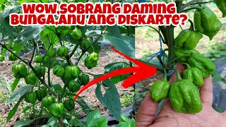 Carolina Reaper Sobrang Hitik na Hitik sa Bunga, Expert Secrets Revealed