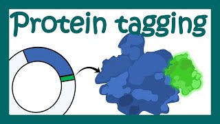 Protein tagging | What is the purpose of tagging proteins? | Applications of  protein tagging