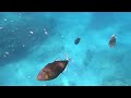 hawiiain pinktail trigger fish