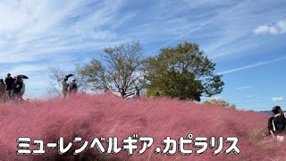 大阪万博公園　花の丘　ミューレンベルギアカピラリス