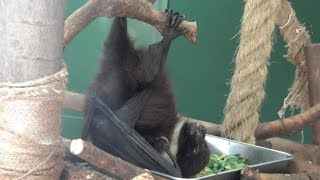 オオコウモリの食事　Cool megabat lunch time  【Cute animal videos】【井の頭公園自然文化園】