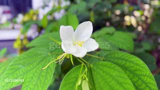 Detailed Macro Shot of Bauhinia Acuminata – The Elegance of the White Orchid Tree Flower.