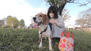 久しぶりに家族で散歩に行けて幸せそうな愛犬