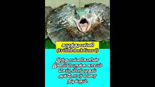 கழுத்து பல்லி/Frilled-neck lizard #lizard #animalworld #tamil #facts #shorts