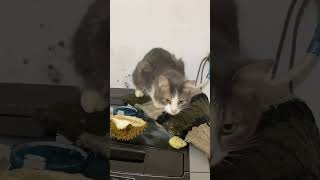 Terciduk kucing makan durian